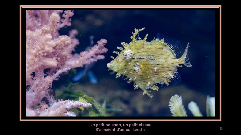 Un petit poisson, un petit oiseau S'aimaient d'amour tendre 20 