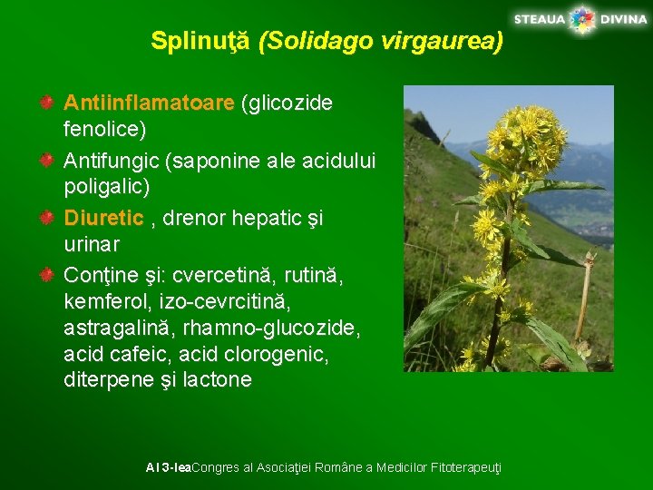 Splinuţă (Solidago virgaurea) Antiinflamatoare (glicozide fenolice) Antifungic (saponine ale acidului poligalic) Diuretic , drenor