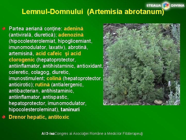 Lemnul-Domnului (Artemisia abrotanum) Partea aeriană conţine: adenină (antivirală, diuretică); adenozină (hipocolesterolemiat, hipoglicemiant, imunomodulator, laxativ),
