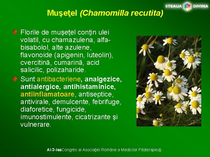 Muşeţel (Chamomilla recutita) Florile de muşeţel conţin ulei volatil, cu chamazulena, alfabisabolol, alte azulene,