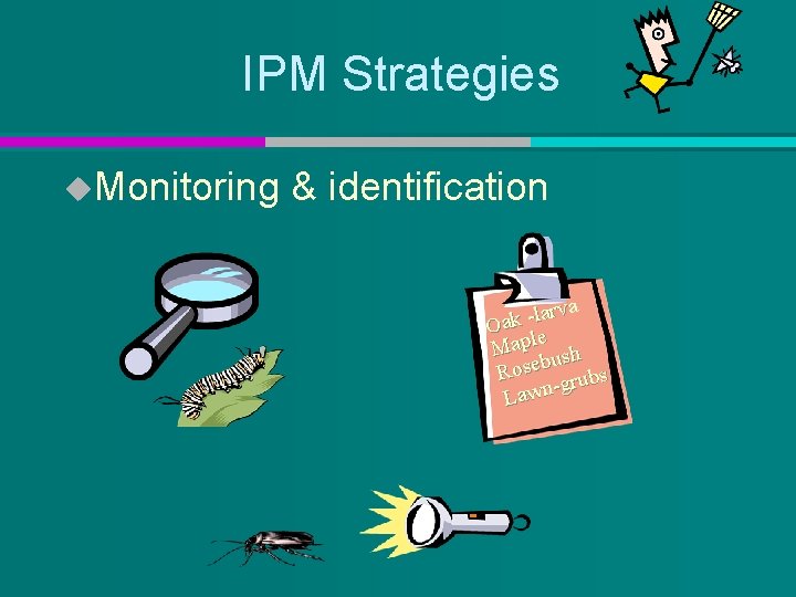 IPM Strategies u. Monitoring & identification va r a l Oak e Mapl ush
