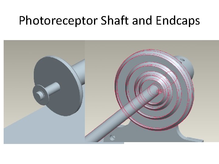 Photoreceptor Shaft and Endcaps 