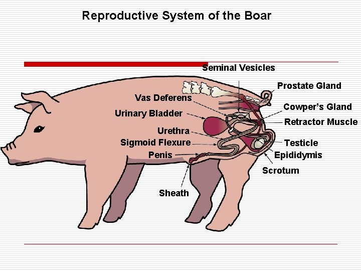 Reproductive System of the Boar Seminal Vesicles Prostate Gland Vas Deferens Urinary Bladder Urethra