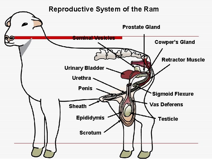 Reproductive System of the Ram Prostate Gland Seminal Vesicles Cowper’s Gland Retractor Muscle Urinary