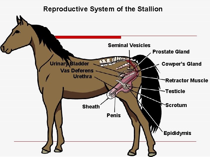 Reproductive System of the Stallion Seminal Vesicles Prostate Gland Urinary Bladder Vas Deferens Urethra