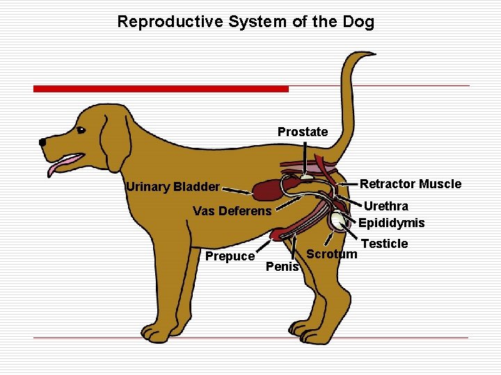 Reproductive System of the Dog Prostate Retractor Muscle Urinary Bladder Urethra Epididymis Vas Deferens