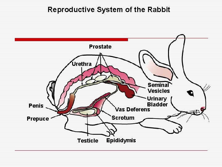 Reproductive System of the Rabbit Prostate Urethra Seminal Vesicles Urinary Bladder Vas Deferens Scrotum