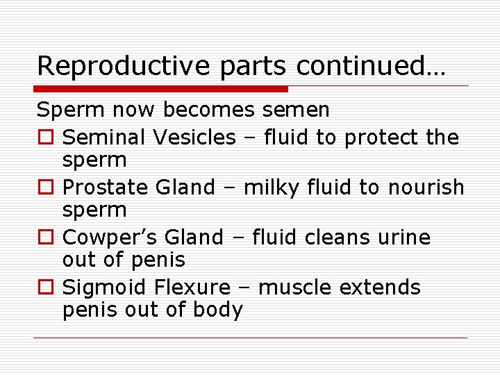 Reproductive parts continued… Sperm now becomes semen o Seminal Vesicles – fluid to protect