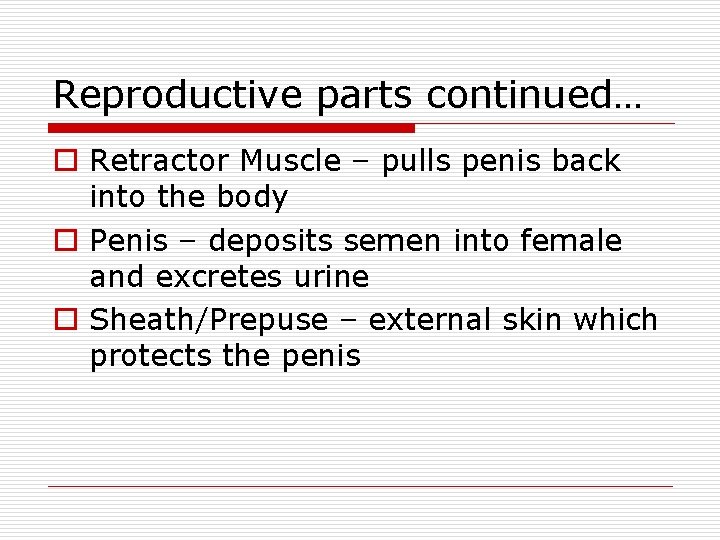 Reproductive parts continued… o Retractor Muscle – pulls penis back into the body o