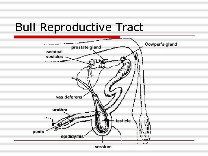 Bull Reproductive Tract 