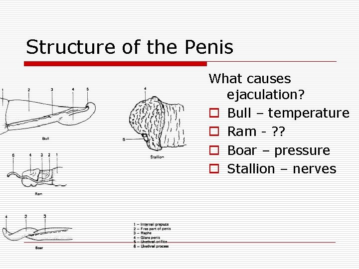 Structure of the Penis What causes ejaculation? o Bull – temperature o Ram -