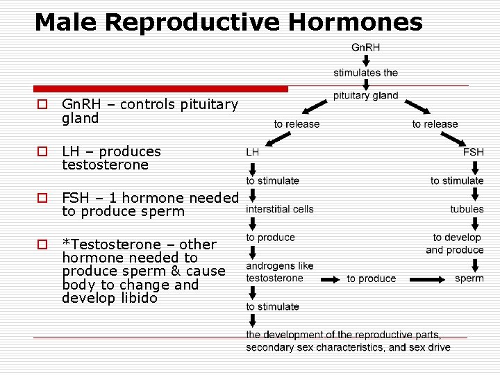 Male Reproductive Hormones o Gn. RH – controls pituitary gland o LH – produces