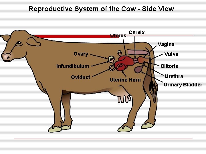 Reproductive System of the Cow - Side View Uterus Cervix Vagina Ovary Vulva Infundibulum