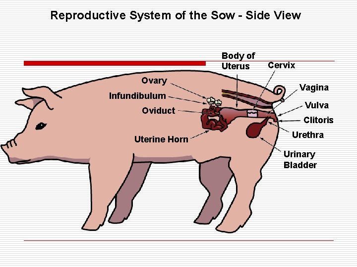 Reproductive System of the Sow - Side View Body of Uterus Ovary Infundibulum Oviduct