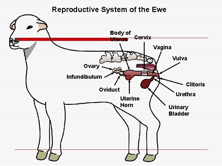 Reproductive System of the Ewe Body of Uterus Cervix Vagina Vulva Ovary Infundibulum Clitoris