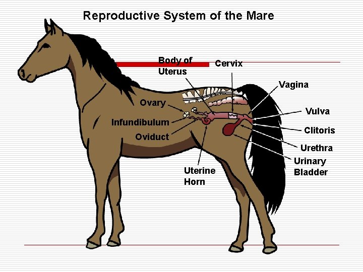Reproductive System of the Mare Body of Uterus Cervix Vagina Ovary Vulva Infundibulum Clitoris