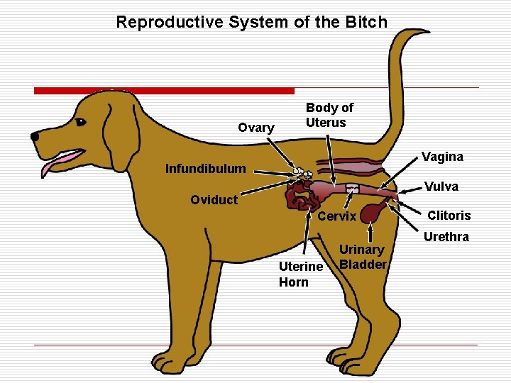 Reproductive System of the Bitch Ovary Body of Uterus Vagina Infundibulum Vulva Oviduct Cervix