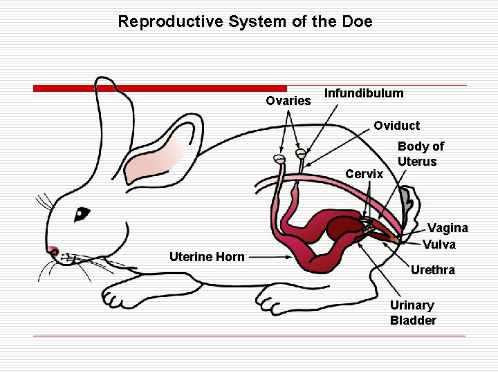 Reproductive System of the Doe Ovaries Infundibulum Oviduct Cervix Uterine Horn Body of Uterus