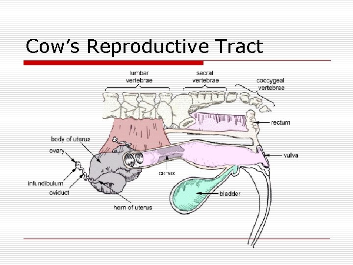 Cow’s Reproductive Tract 