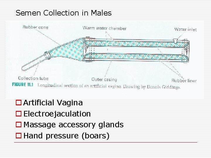 Semen Collection in Males o Artificial Vagina o Electroejaculation o Massage accessory glands o