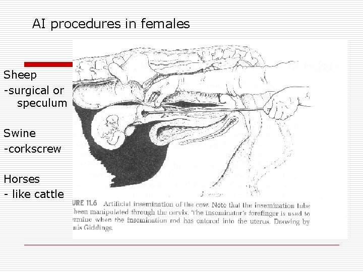 AI procedures in females Sheep -surgical or speculum Swine -corkscrew Horses - like cattle