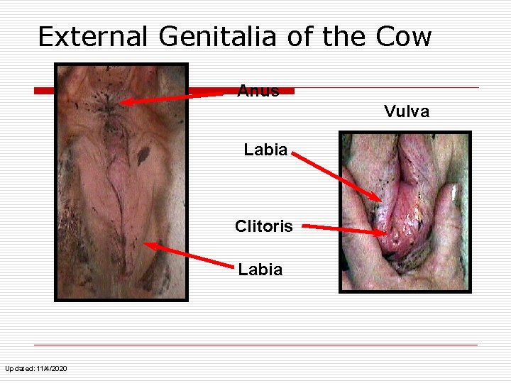 External Genitalia of the Cow Anus Vulva Labia Clitoris Labia Updated: 11/4/2020 