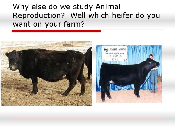 Why else do we study Animal Reproduction? Well which heifer do you want on