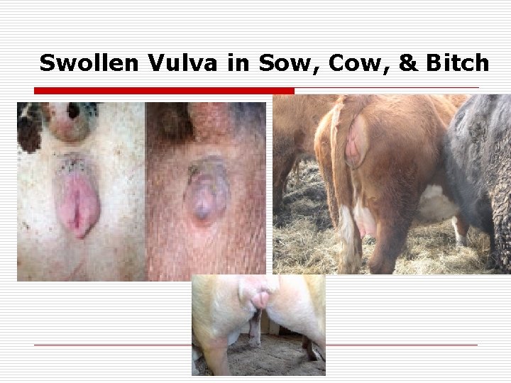 Swollen Vulva in Sow, Cow, & Bitch 