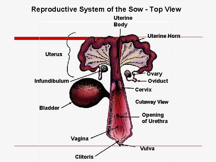 Reproductive System of the Sow - Top View Uterine Body Uterine Horn Uterus Ovary