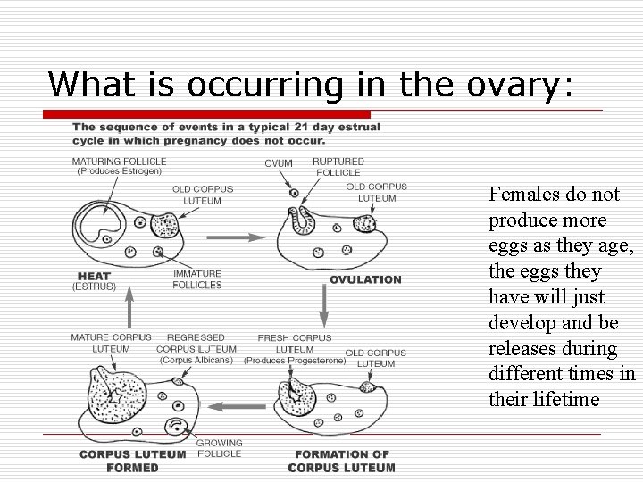 What is occurring in the ovary: Females do not produce more eggs as they