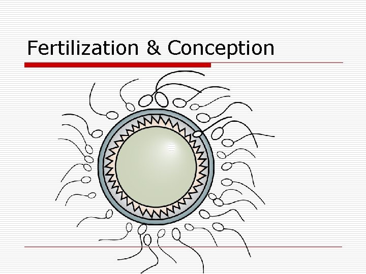 Fertilization & Conception 