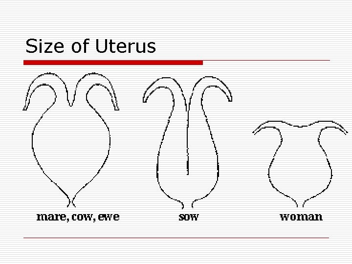 Size of Uterus 