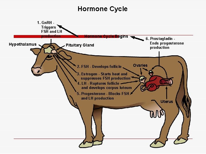 Hormone Cycle 1. Gn. RH Triggers FSH and LH production Hypothalamus Hormone Cycle Begins