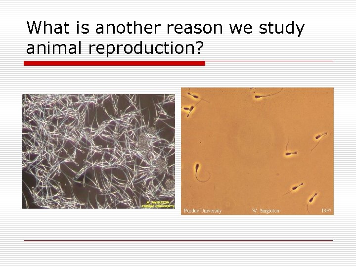 What is another reason we study animal reproduction? 