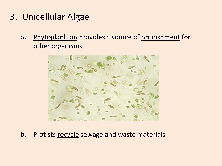 3. Unicellular Algae: a. Phytoplankton provides a source of nourishment for other organisms b.