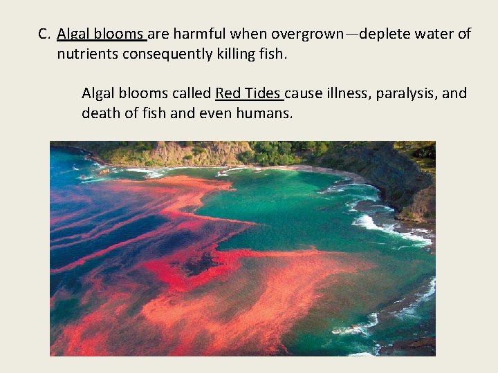 C. Algal blooms are harmful when overgrown—deplete water of nutrients consequently killing fish. Algal
