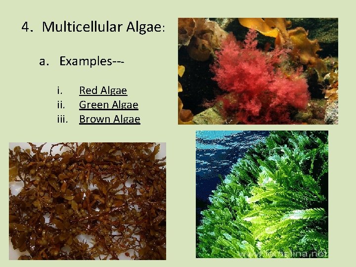 4. Multicellular Algae: a. Examples--i. Red Algae ii. Green Algae iii. Brown Algae 