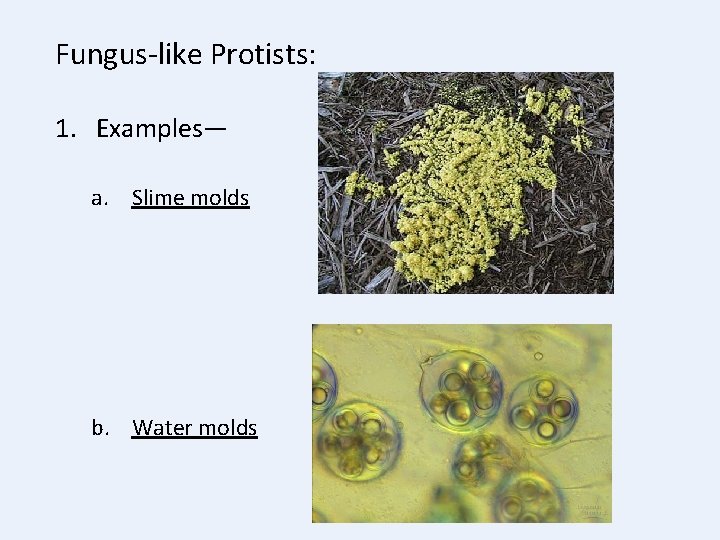 Fungus-like Protists: 1. Examples— a. Slime molds b. Water molds 