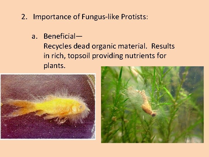 2. Importance of Fungus-like Protists: a. Beneficial— Recycles dead organic material. Results in rich,