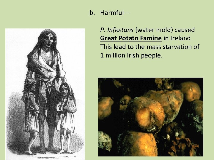 b. Harmful— P. Infestans (water mold) caused Great Potato Famine in Ireland. This lead