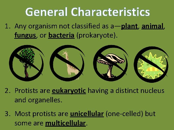 General Characteristics 1. Any organism not classified as a—plant, animal, fungus, or bacteria (prokaryote).