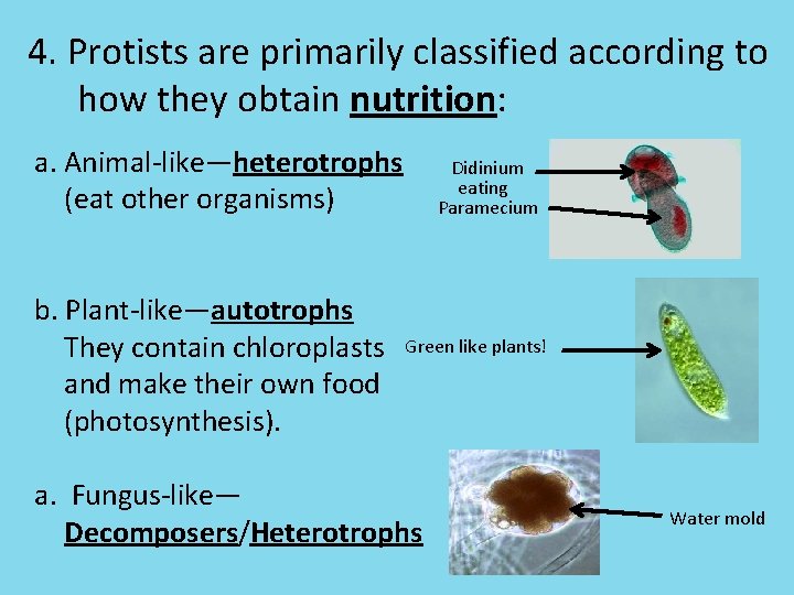4. Protists are primarily classified according to how they obtain nutrition: a. Animal-like—heterotrophs (eat