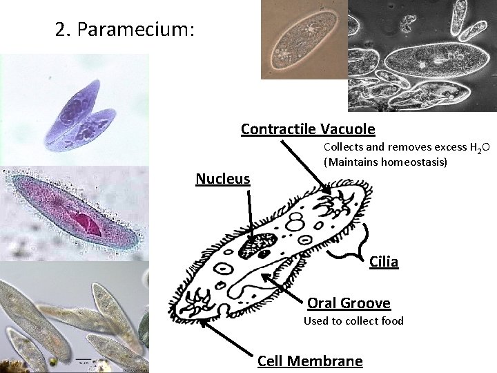 2. Paramecium: Contractile Vacuole Nucleus Collects and removes excess H 2 O (Maintains homeostasis)