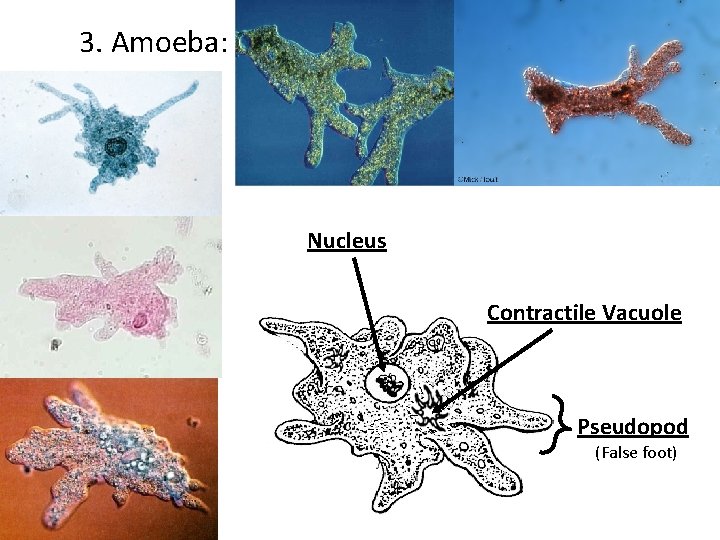 3. Amoeba: Nucleus Contractile Vacuole Pseudopod (False foot) 