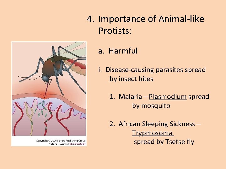 4. Importance of Animal-like Protists: a. Harmful i. Disease-causing parasites spread by insect bites