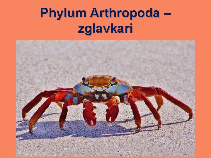 Phylum Arthropoda – zglavkari 