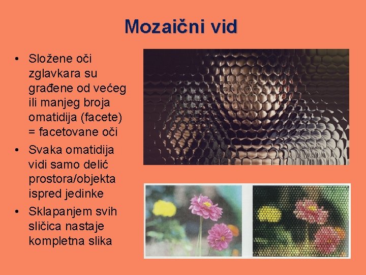 Mozaični vid • Složene oči zglavkara su građene od većeg ili manjeg broja omatidija