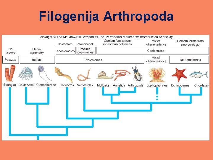 Filogenija Arthropoda 