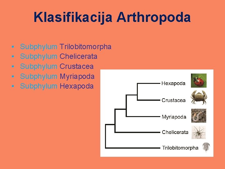 Klasifikacija Arthropoda • • • Subphylum Trilobitomorpha Subphylum Chelicerata Subphylum Crustacea Subphylum Myriapoda Subphylum