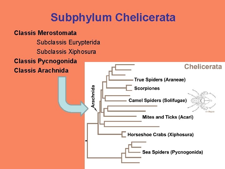 Subphylum Chelicerata Classis Merostomata Subclassis Eurypterida Subclassis Xiphosura Classis Pycnogonida Classis Arachnida 